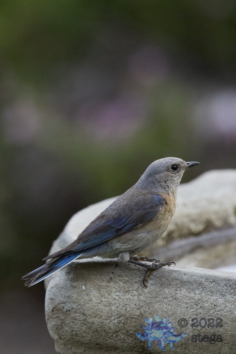 Western Bluebird