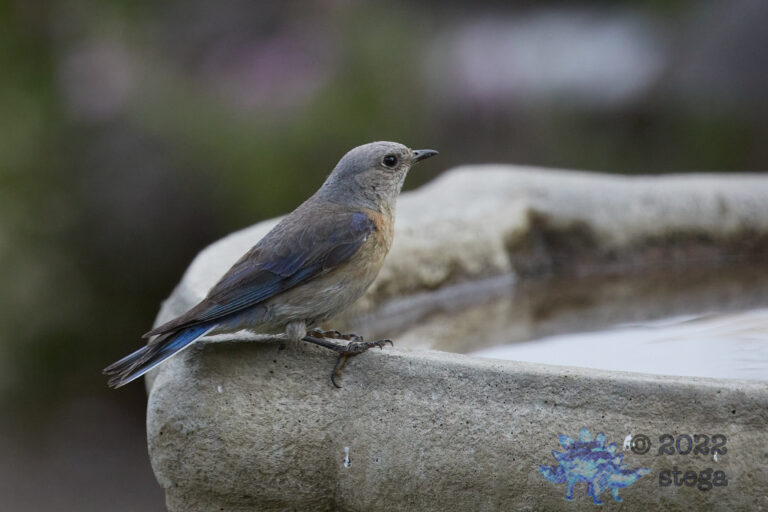 Western Bluebird