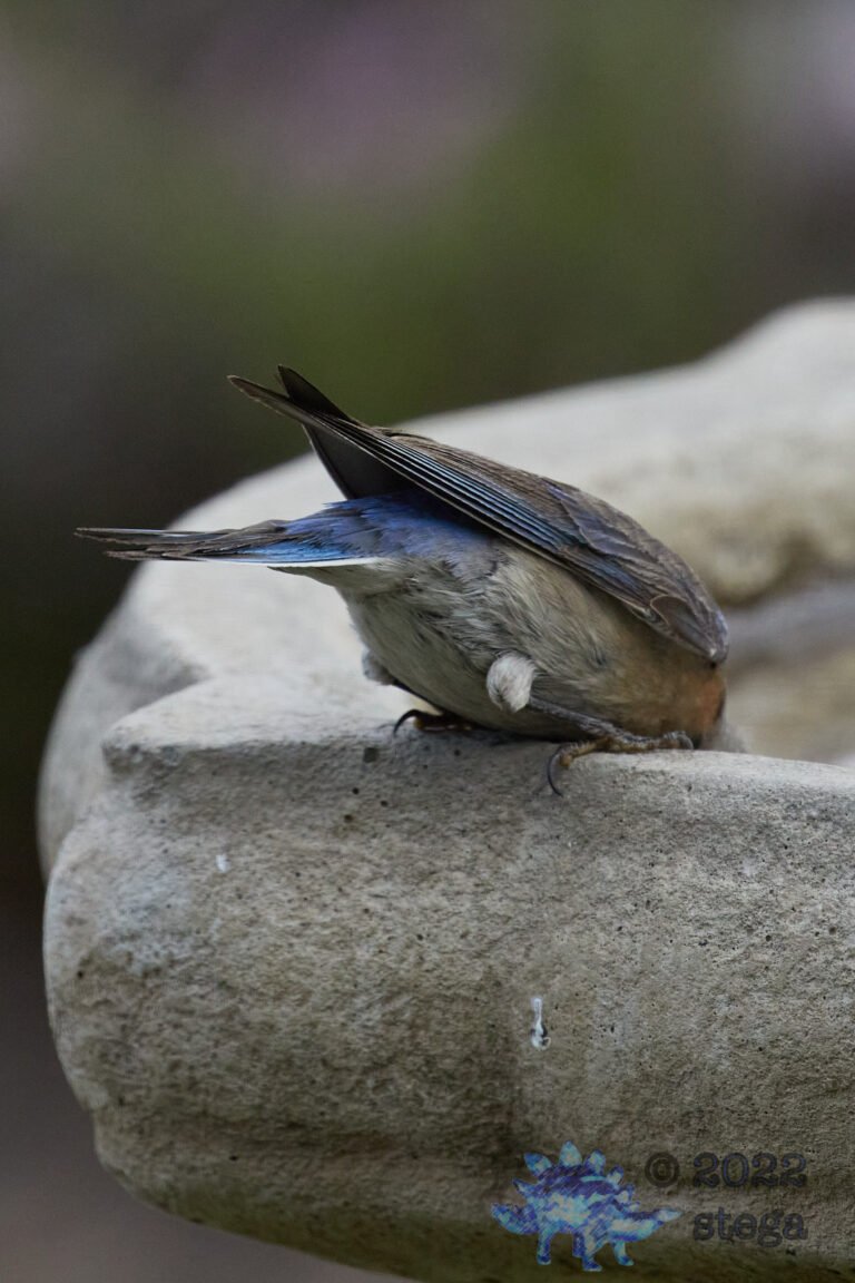 Western Bluebird Butt