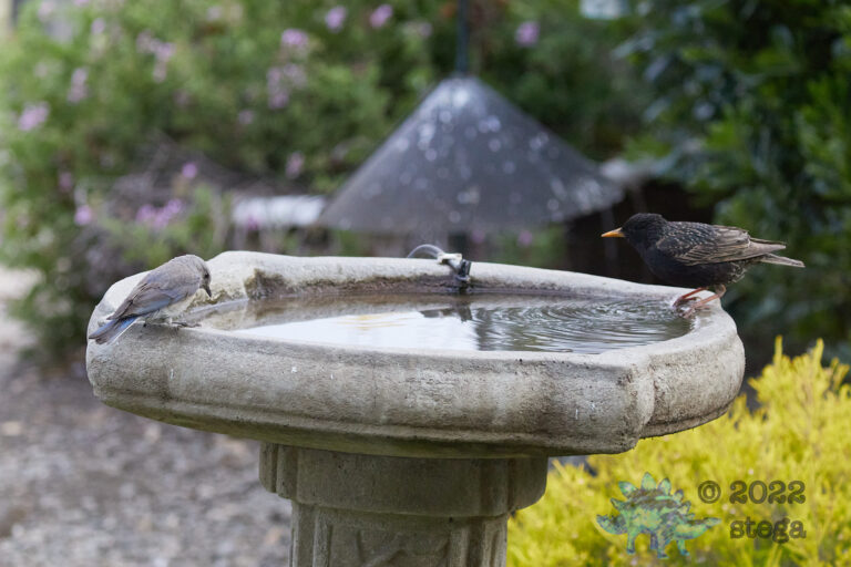 European Starling and Western Bluebird