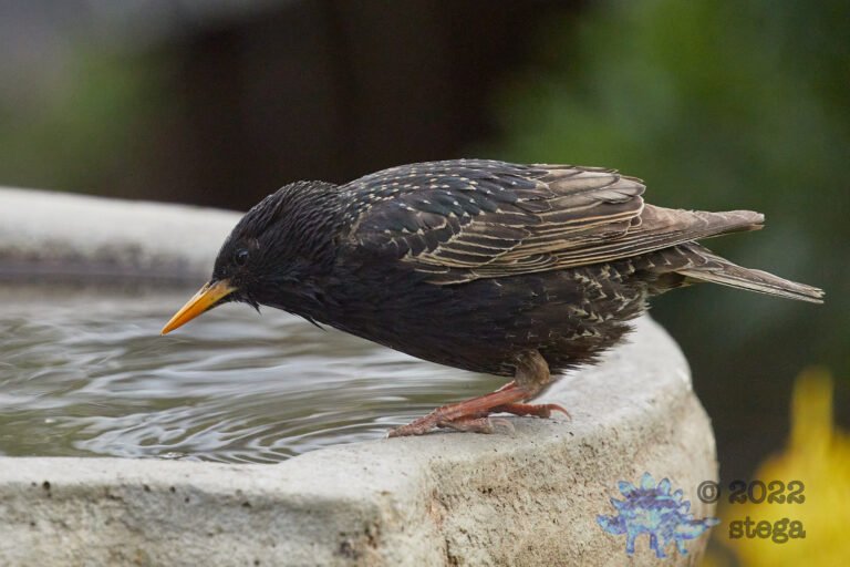 European Starling