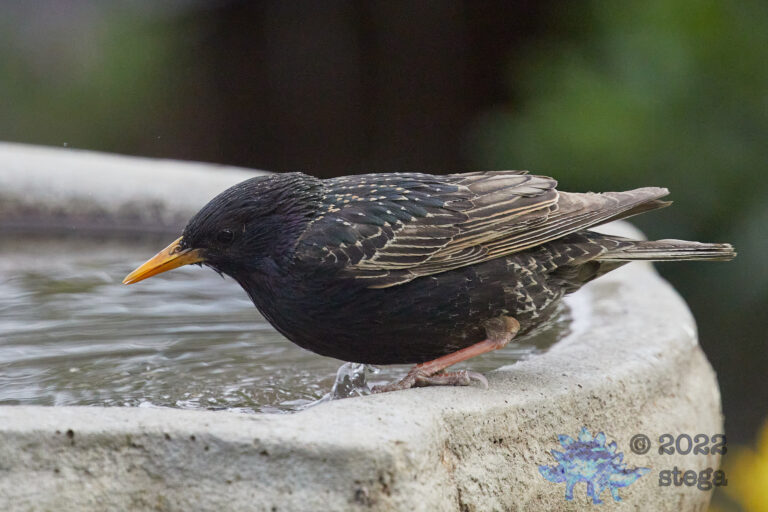 European Starling