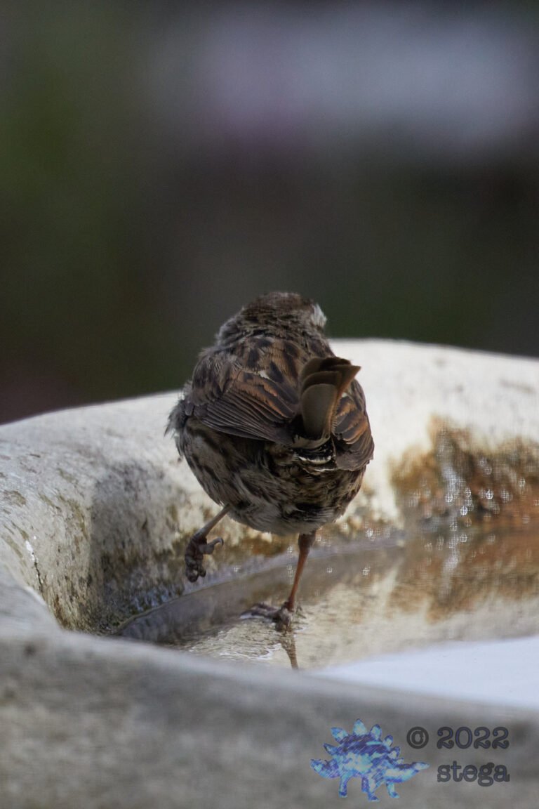 Song Sparrow Bottom