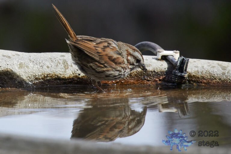 Song Sparrow