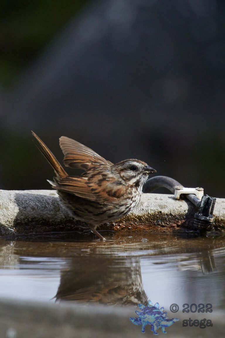 Song Sparrow