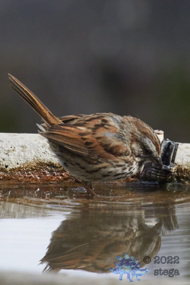 Song Sparrow