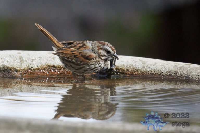 Song Sparrow