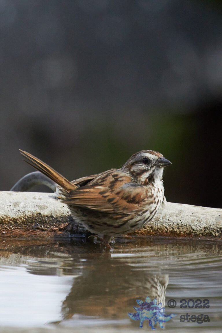 Song Sparrow