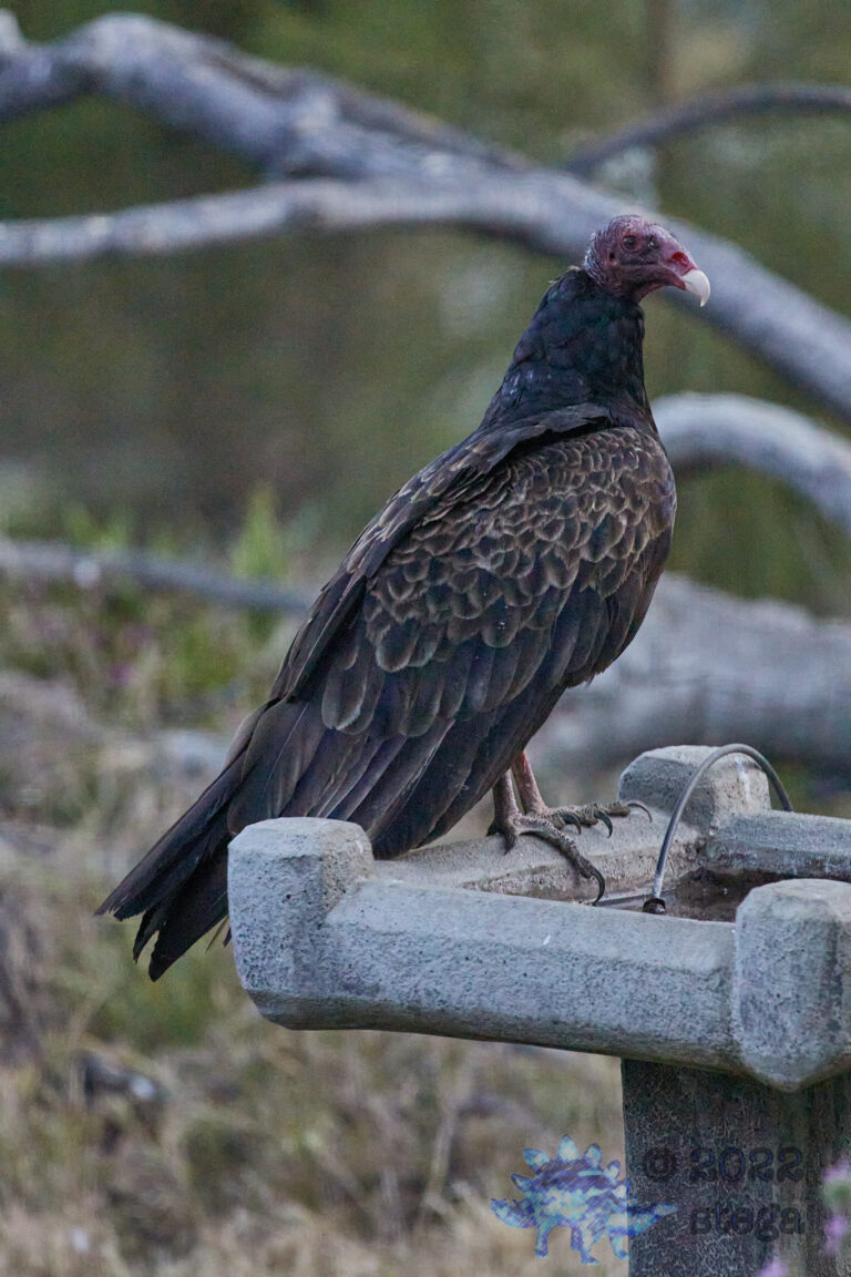 Turkey Vulture