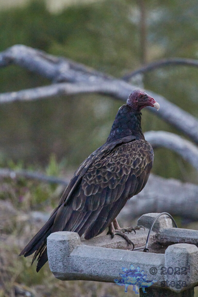 Turkey Vulture