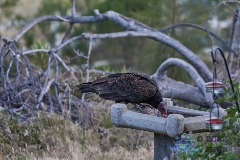 Turkey Vulture