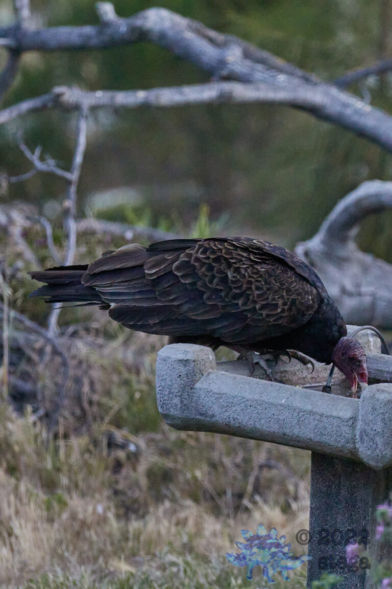 Turkey Vulture