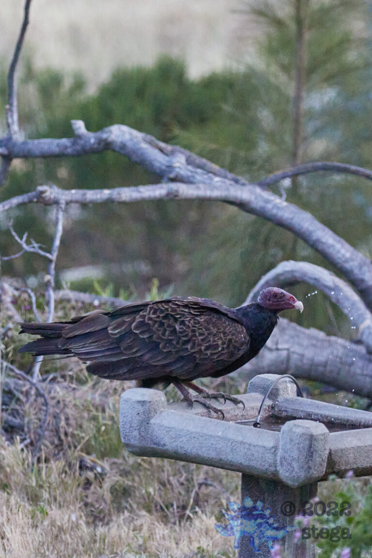 Turkey Vulture