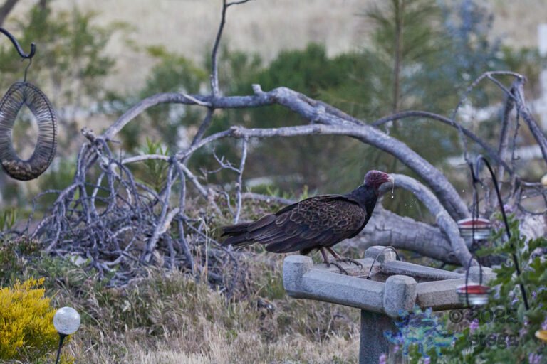 Turkey Vulture