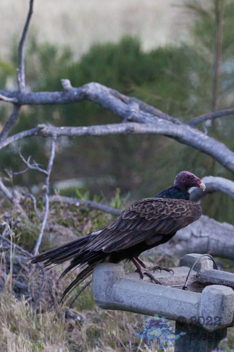 Turkey Vulture
