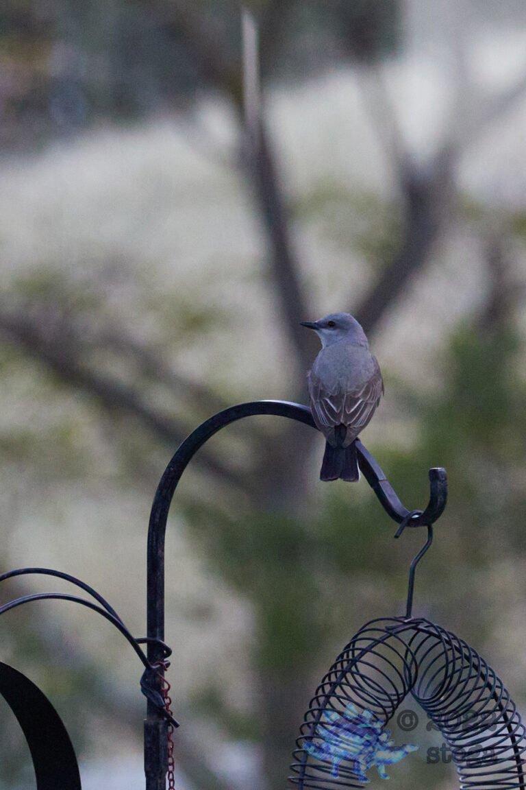 Western Kingbird