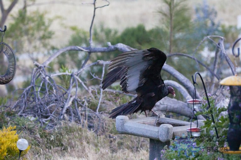Turkey Vulture