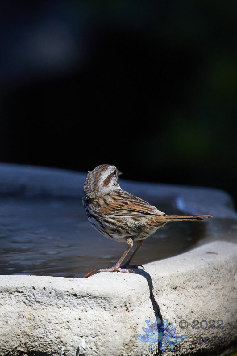 Song Sparrow