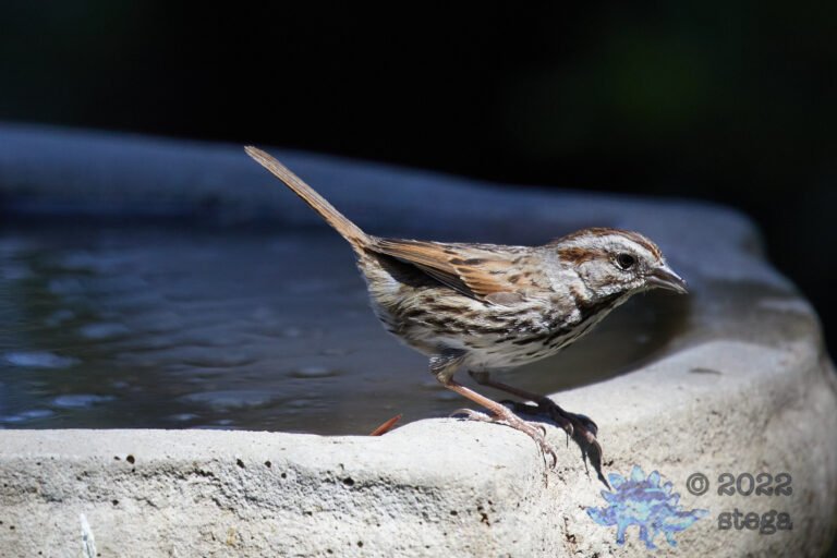 Song Sparrow