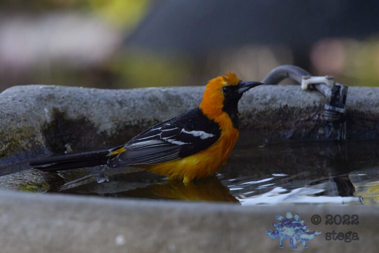 Hooded Oriole