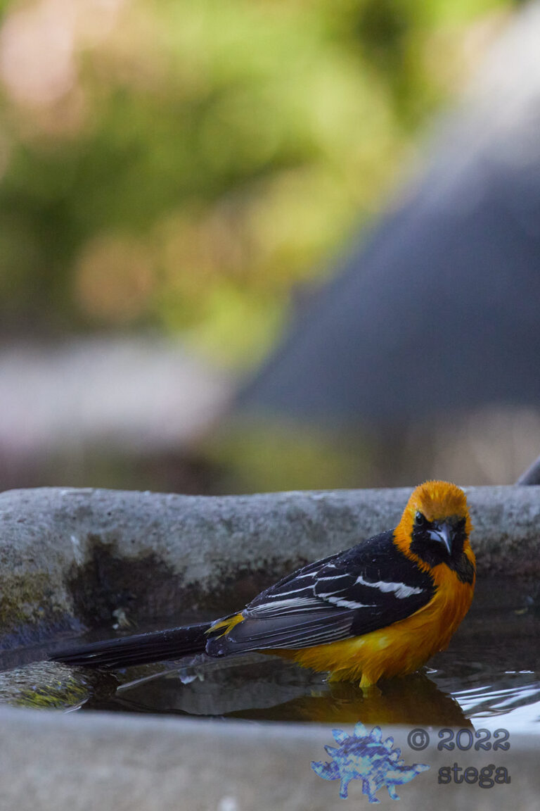 Hooded Oriole