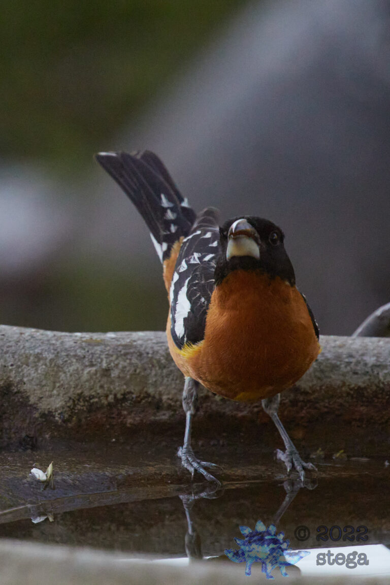 Black-Headed Grosbeak
