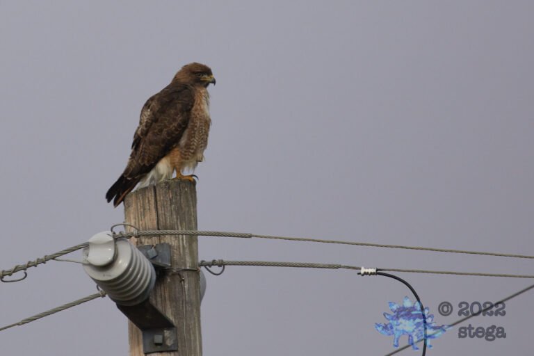 Red-Tailed Hawk