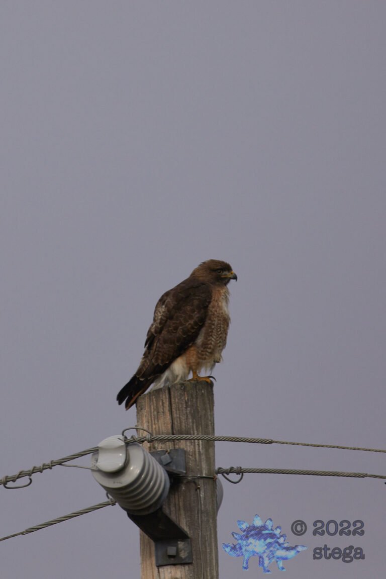 Red-Tailed Hawk