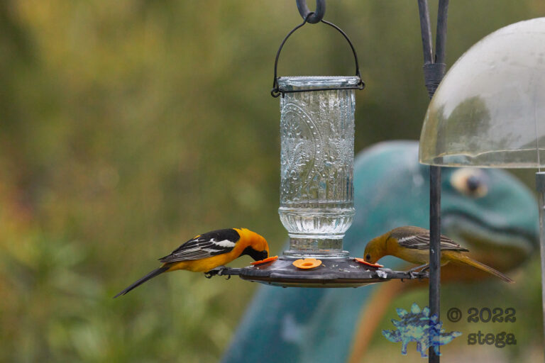 Hooded Orioles