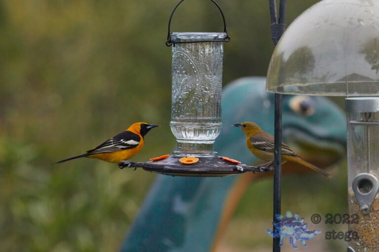 Hooded Orioles