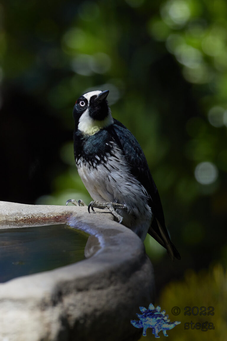 Acorn Woodpecker