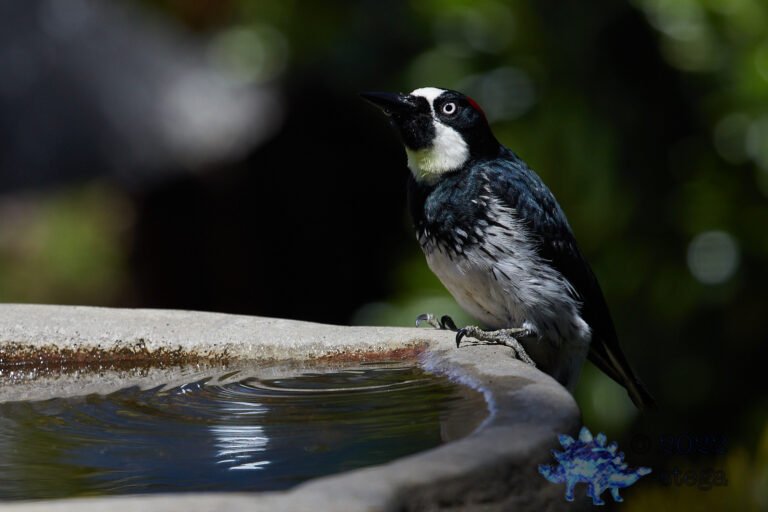 Acorn Woodpecker