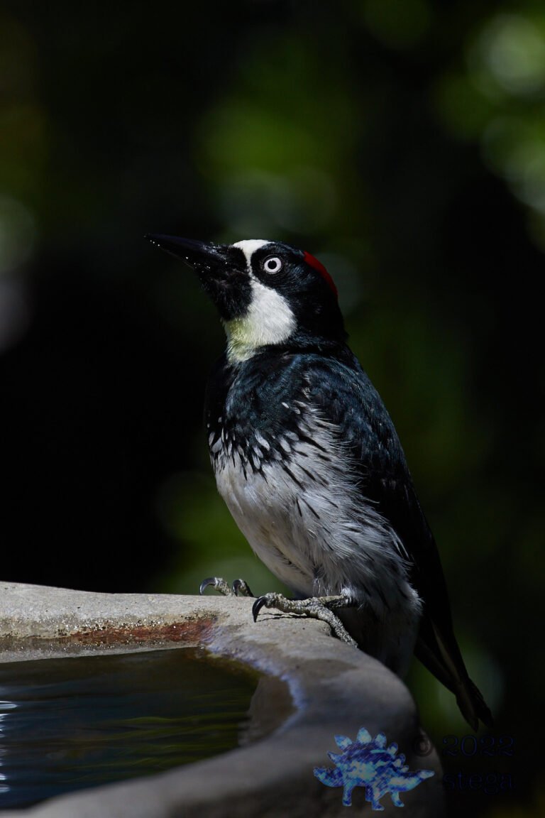 Acorn Woodpecker