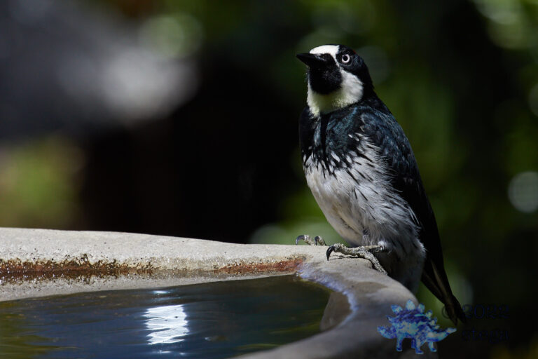 Acorn Woodpecker