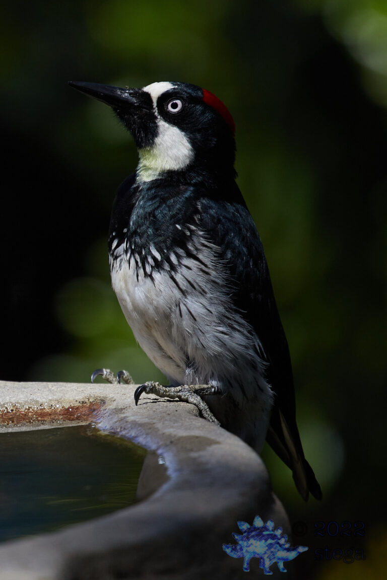 Acorn Woodpecker