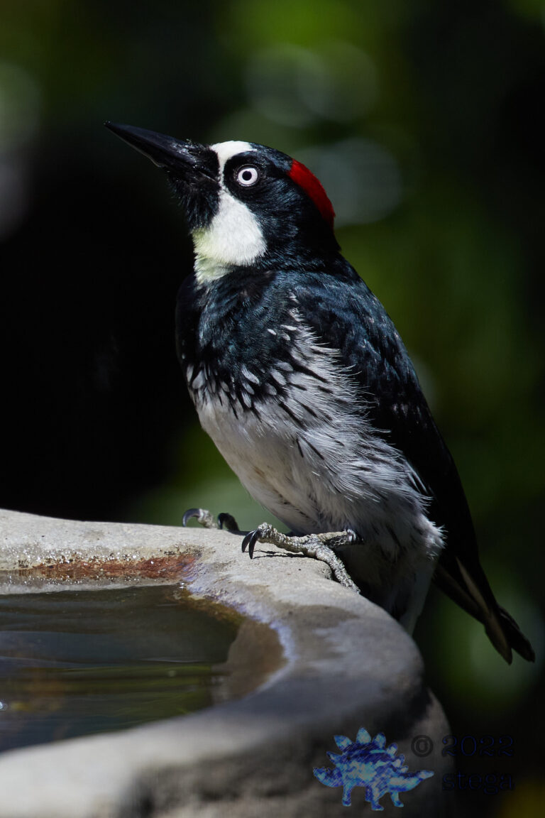 Acorn Woodpecker