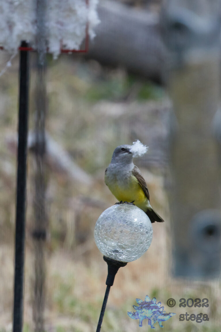Western Kingbird