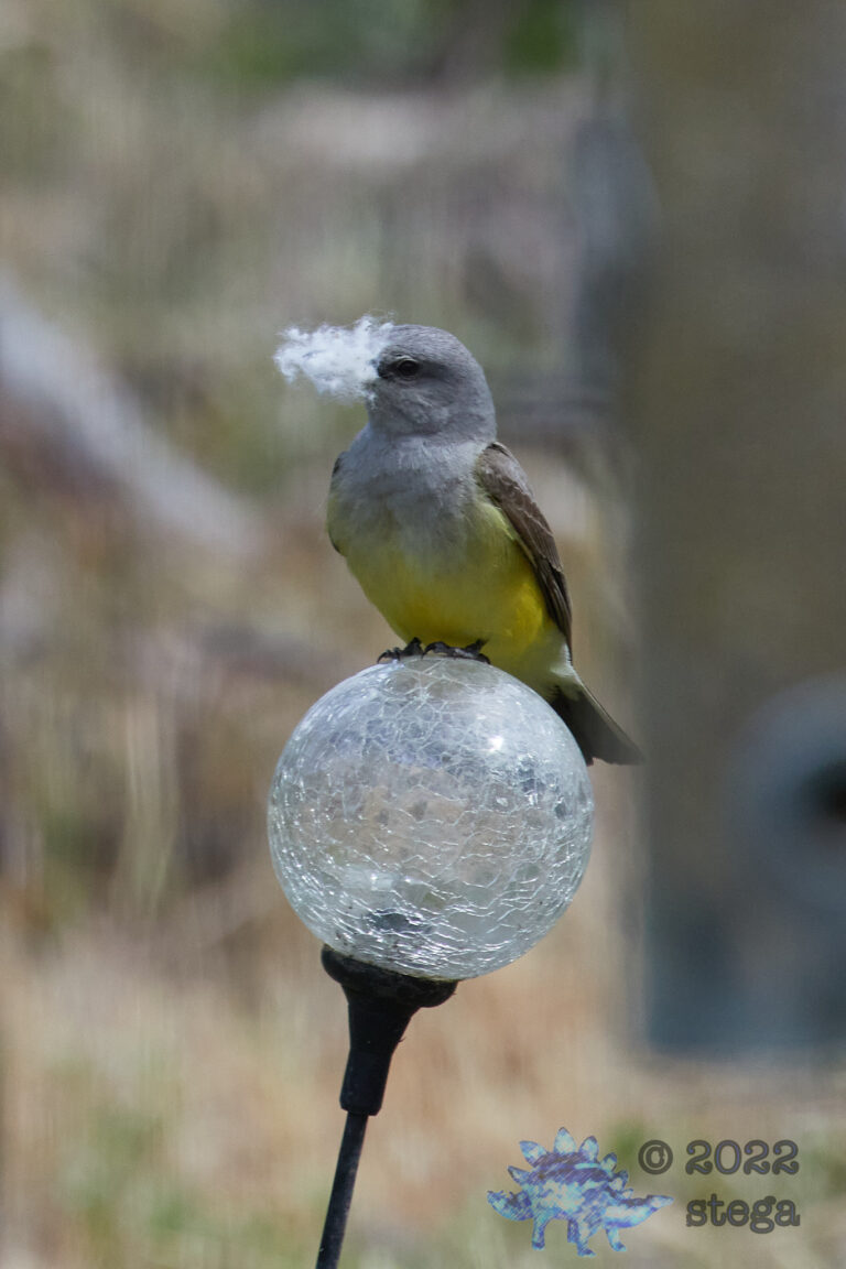 Western Kingbird