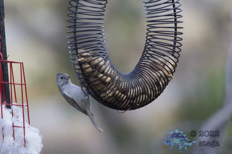 Oak Titmouse