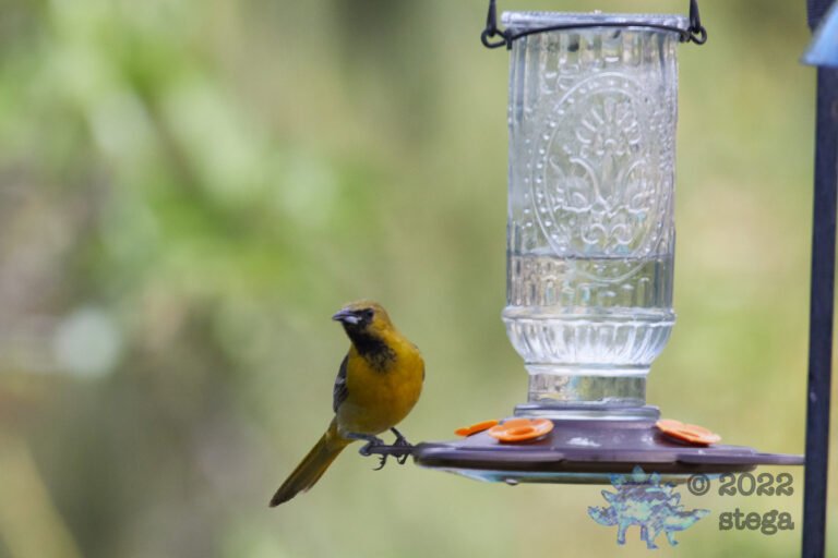 Hooded Oriole