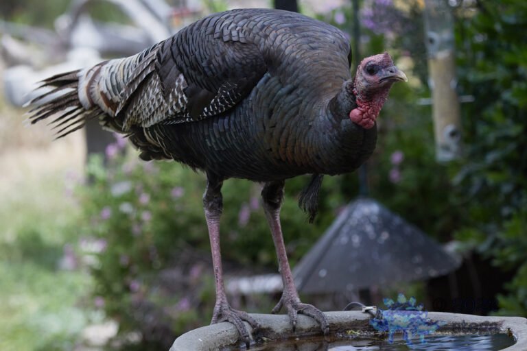 Turkey Boy