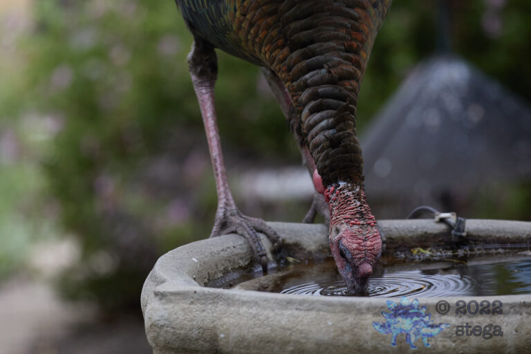 Turkey