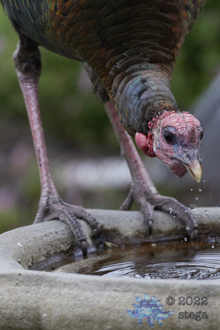 Wild Turkey