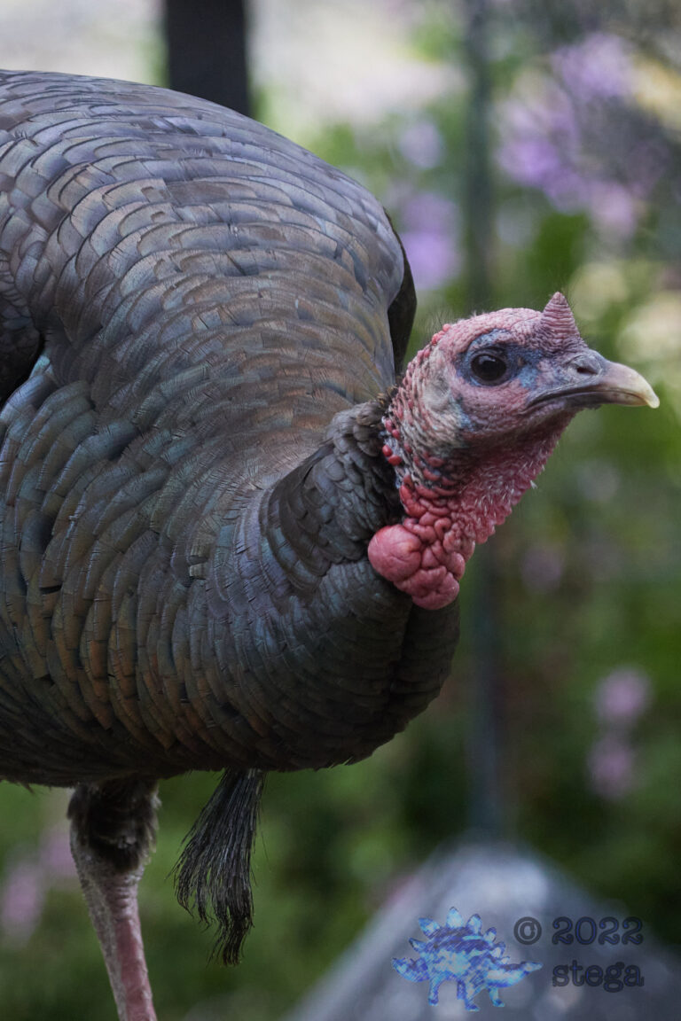Turkey Face