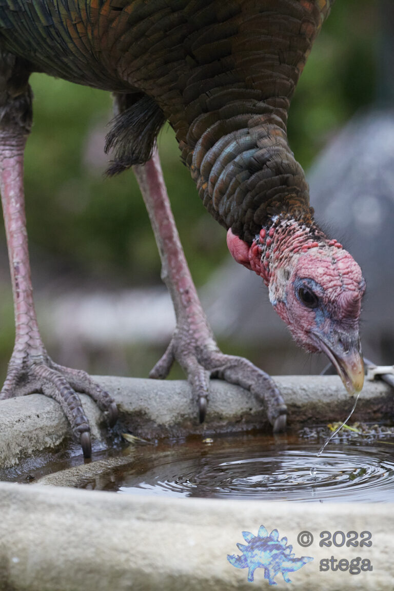 Turkey Face