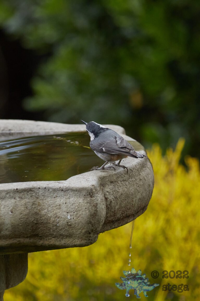 White Breasted Nuthatch