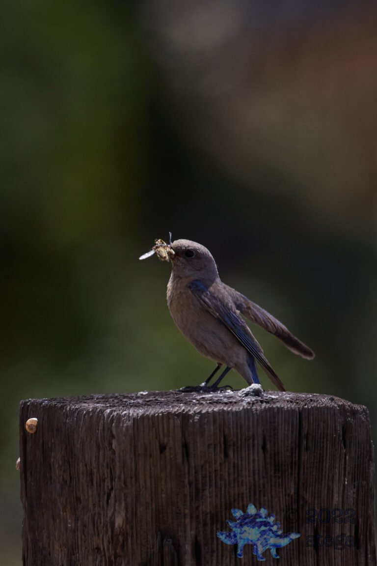 Western Bluebird