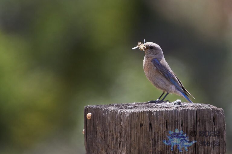 Western Bluebird