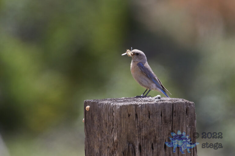 Western Bluebird