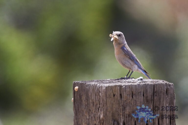 Western Bluebird